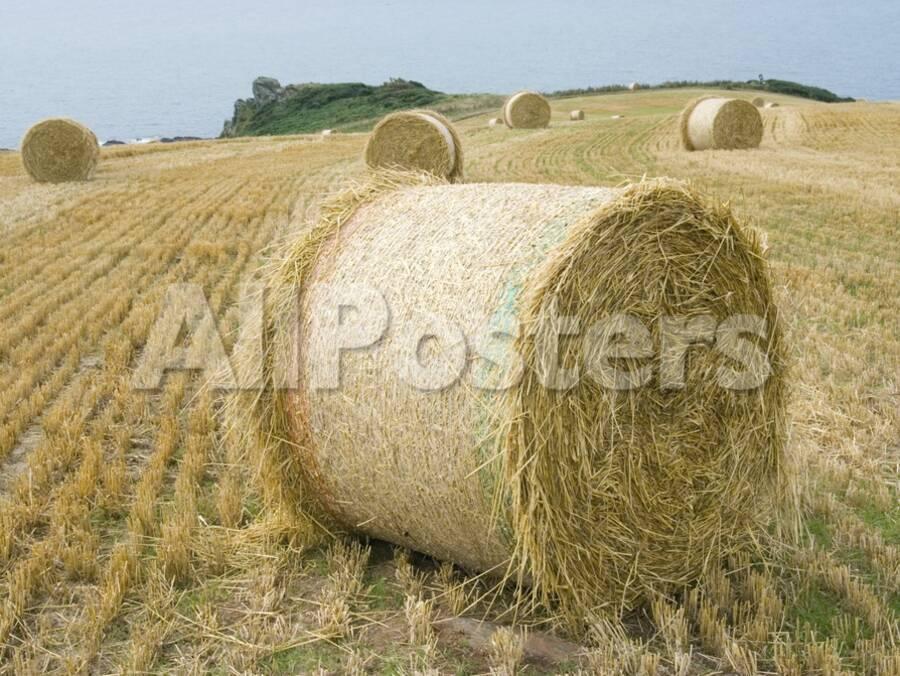 [Image: round-hay-bales-in-field_u-L-PZKS8I0.jpg...tWidth=900]