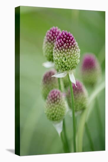 Round-Headed Leek Much Loved by Bees-null-Stretched Canvas