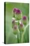 Round-Headed Leek Much Loved by Bees-null-Stretched Canvas