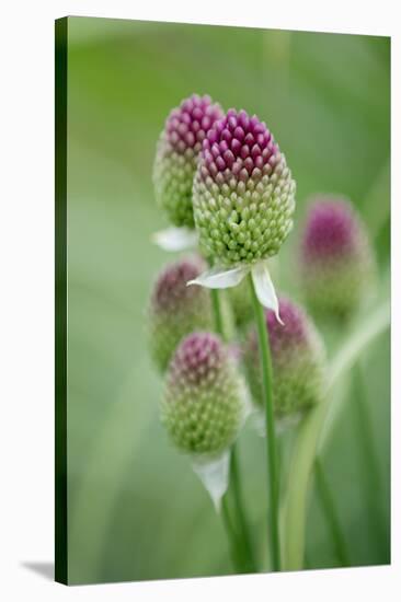 Round-Headed Leek Much Loved by Bees-null-Stretched Canvas