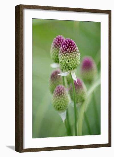 Round-Headed Leek Much Loved by Bees-null-Framed Photographic Print