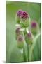 Round-Headed Leek Much Loved by Bees-null-Mounted Photographic Print