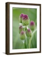 Round-Headed Leek Much Loved by Bees-null-Framed Photographic Print