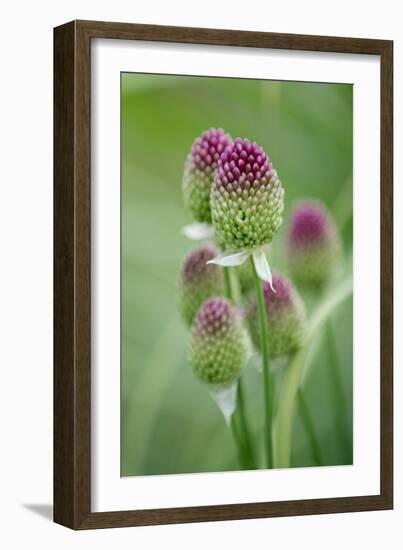 Round-Headed Leek Much Loved by Bees-null-Framed Photographic Print