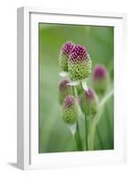 Round-Headed Leek Much Loved by Bees-null-Framed Photographic Print