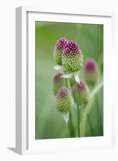 Round-Headed Leek Much Loved by Bees-null-Framed Photographic Print