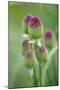 Round-Headed Leek Much Loved by Bees-null-Mounted Photographic Print