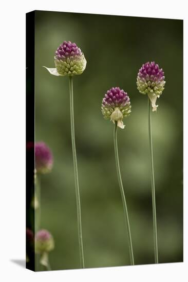 Round-Headed Leek-null-Stretched Canvas