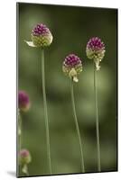 Round-Headed Leek-null-Mounted Photographic Print