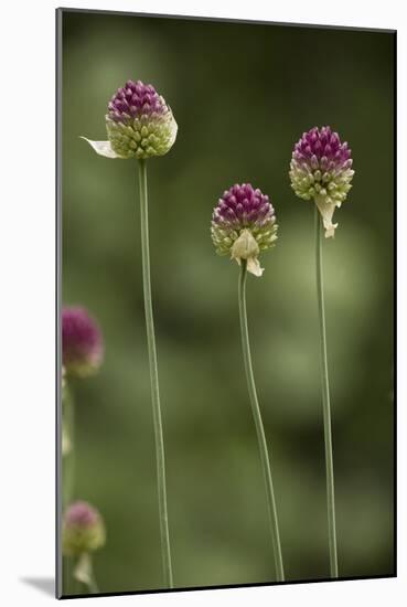 Round-Headed Leek-null-Mounted Photographic Print