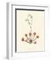 'Round-Leaved Sundew', c1891, (1891)-Anne Pratt-Framed Giclee Print