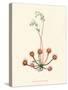 'Round-Leaved Sundew', c1891, (1891)-Anne Pratt-Stretched Canvas