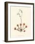 'Round-Leaved Sundew', c1891, (1891)-Anne Pratt-Framed Giclee Print