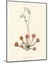 'Round-Leaved Sundew', c1891, (1891)-Anne Pratt-Mounted Giclee Print