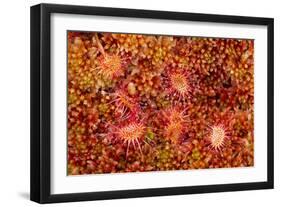 Round-Leaved Sundew (Drosera Rotundifolia) Growing in Sphagnum Moss, Sutherland, Scotland, UK-Mark Hamblin-Framed Photographic Print