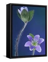 Round-Lobed Hepatica Bud and Fleur, Lapeer, Michigan, USA-Claudia Adams-Framed Stretched Canvas