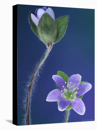 Round-Lobed Hepatica Bud and Fleur, Lapeer, Michigan, USA-Claudia Adams-Stretched Canvas