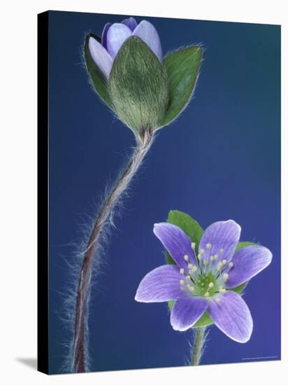 Round-Lobed Hepatica Bud and Fleur, Lapeer, Michigan, USA-Claudia Adams-Stretched Canvas