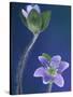 Round-Lobed Hepatica Bud and Fleur, Lapeer, Michigan, USA-Claudia Adams-Stretched Canvas