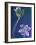Round-Lobed Hepatica Bud and Fleur, Lapeer, Michigan, USA-Claudia Adams-Framed Photographic Print