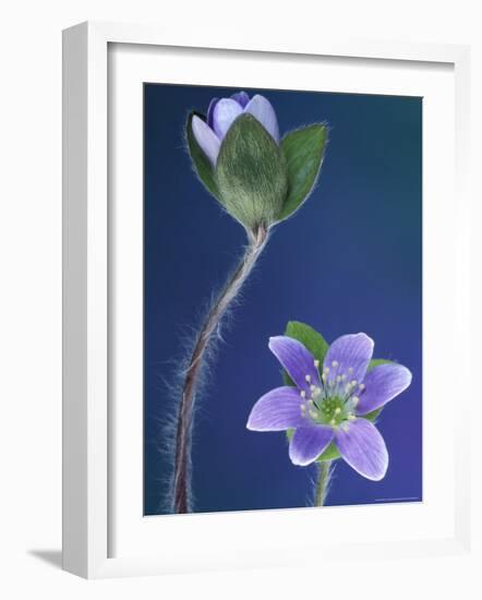 Round-Lobed Hepatica Bud and Fleur, Lapeer, Michigan, USA-Claudia Adams-Framed Photographic Print