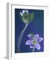 Round-Lobed Hepatica Bud and Fleur, Lapeer, Michigan, USA-Claudia Adams-Framed Photographic Print