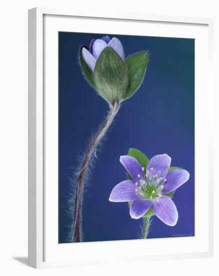 Round-Lobed Hepatica Bud and Fleur, Lapeer, Michigan, USA-Claudia Adams-Framed Photographic Print