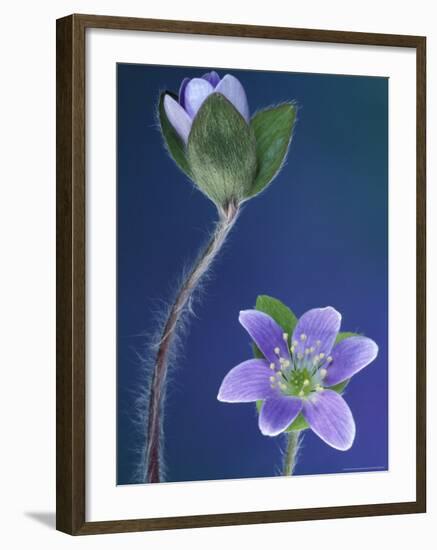 Round-Lobed Hepatica Bud and Fleur, Lapeer, Michigan, USA-Claudia Adams-Framed Photographic Print