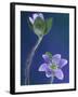 Round-Lobed Hepatica Bud and Fleur, Lapeer, Michigan, USA-Claudia Adams-Framed Photographic Print