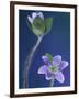 Round-Lobed Hepatica Bud and Fleur, Lapeer, Michigan, USA-Claudia Adams-Framed Photographic Print