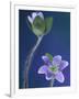 Round-Lobed Hepatica Bud and Fleur, Lapeer, Michigan, USA-Claudia Adams-Framed Photographic Print