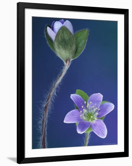 Round-Lobed Hepatica Bud and Fleur, Lapeer, Michigan, USA-Claudia Adams-Framed Photographic Print