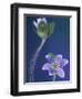 Round-Lobed Hepatica Bud and Fleur, Lapeer, Michigan, USA-Claudia Adams-Framed Photographic Print