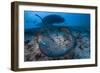 Round ribbontail ray (Taeniura meyeni) South Ari Atoll, Maldives. Indian Ocean.-Jordi Chias-Framed Photographic Print