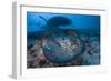 Round ribbontail ray (Taeniura meyeni) South Ari Atoll, Maldives. Indian Ocean.-Jordi Chias-Framed Photographic Print