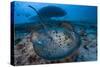 Round ribbontail ray (Taeniura meyeni) South Ari Atoll, Maldives. Indian Ocean.-Jordi Chias-Stretched Canvas