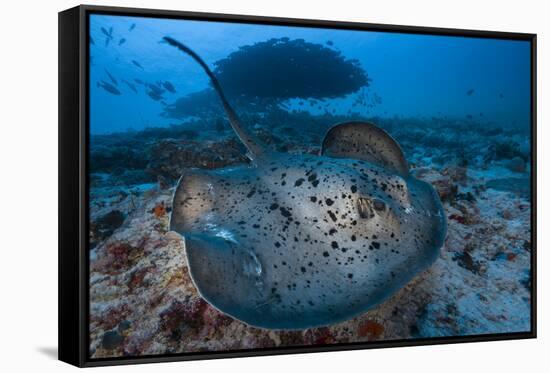 Round ribbontail ray (Taeniura meyeni) South Ari Atoll, Maldives. Indian Ocean.-Jordi Chias-Framed Stretched Canvas