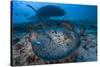 Round ribbontail ray (Taeniura meyeni) South Ari Atoll, Maldives. Indian Ocean.-Jordi Chias-Stretched Canvas