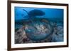 Round ribbontail ray (Taeniura meyeni) South Ari Atoll, Maldives. Indian Ocean.-Jordi Chias-Framed Photographic Print