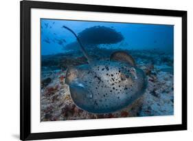 Round ribbontail ray (Taeniura meyeni) South Ari Atoll, Maldives. Indian Ocean.-Jordi Chias-Framed Photographic Print