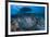 Round ribbontail ray (Taeniura meyeni) South Ari Atoll, Maldives. Indian Ocean.-Jordi Chias-Framed Photographic Print