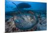 Round ribbontail ray (Taeniura meyeni) South Ari Atoll, Maldives. Indian Ocean.-Jordi Chias-Mounted Photographic Print