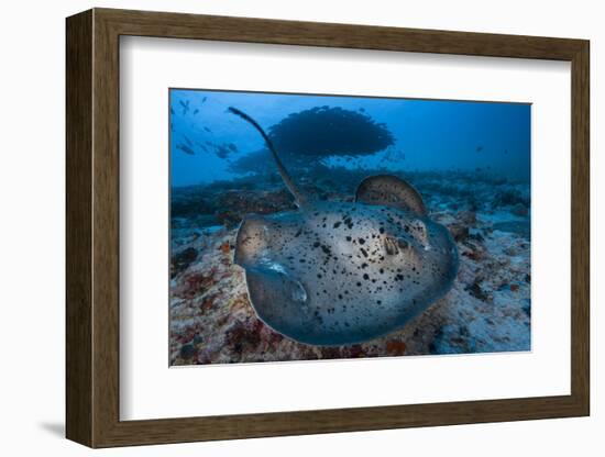 Round ribbontail ray (Taeniura meyeni) South Ari Atoll, Maldives. Indian Ocean.-Jordi Chias-Framed Photographic Print