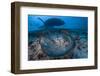 Round ribbontail ray (Taeniura meyeni) South Ari Atoll, Maldives. Indian Ocean.-Jordi Chias-Framed Photographic Print