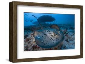 Round ribbontail ray (Taeniura meyeni) South Ari Atoll, Maldives. Indian Ocean.-Jordi Chias-Framed Photographic Print