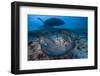 Round ribbontail ray (Taeniura meyeni) South Ari Atoll, Maldives. Indian Ocean.-Jordi Chias-Framed Photographic Print