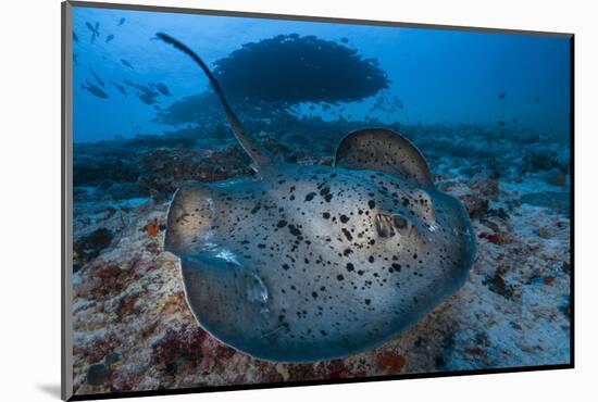 Round ribbontail ray (Taeniura meyeni) South Ari Atoll, Maldives. Indian Ocean.-Jordi Chias-Mounted Photographic Print