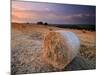 Round Straw Bales and Stormy Morning Sky, Near Bradworthy, Devon, Uk. September 2008-Ross Hoddinott-Mounted Photographic Print