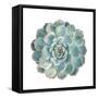 Round Succulent Top Isolated on White Background-kenny001-Framed Stretched Canvas