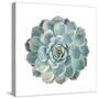 Round Succulent Top Isolated on White Background-kenny001-Stretched Canvas